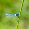 Blue Damselfly