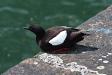 Black Guillemot