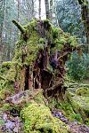 Forest Spirit